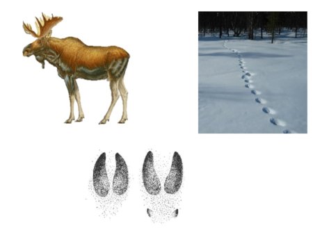 Соотнеси следы животных