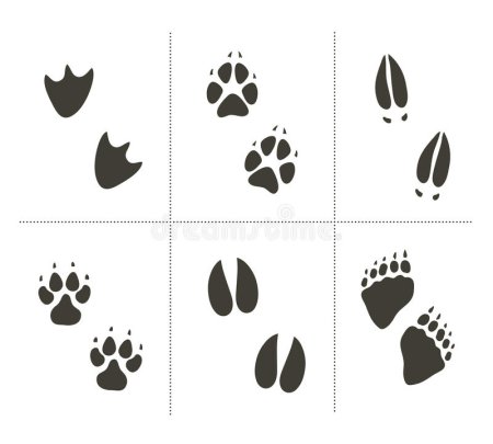 Следы диких животных в лесу