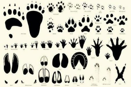 Игра Угадай чьи следы