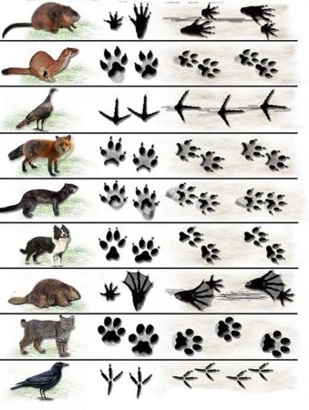 Отпечатки следов животных