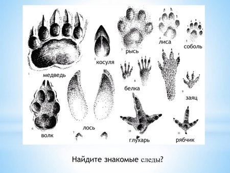 Изучение следов зверей