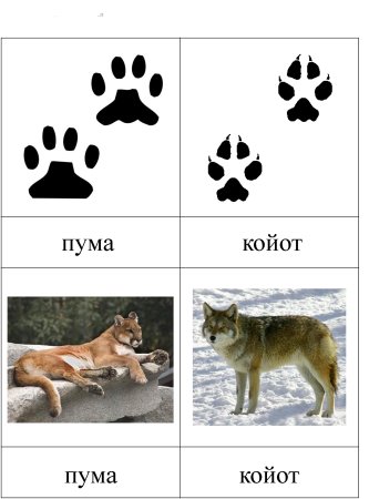 Следы животных для детей