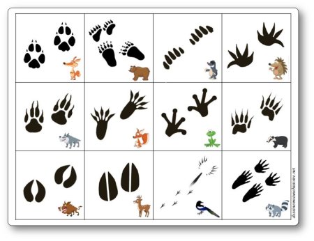 Интересные следы животных