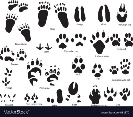 Следы волка зайца медведя лисы