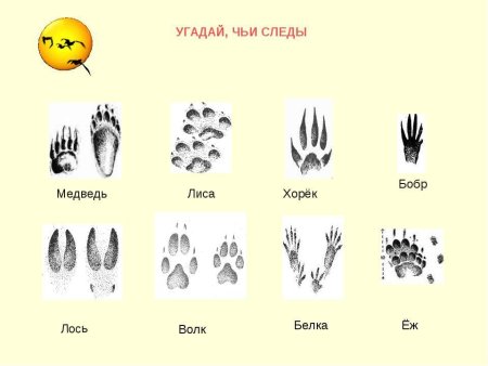 Следы животных средней полосы России
