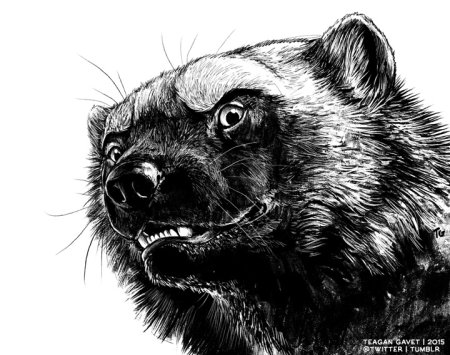 Росомаха животное эскиз