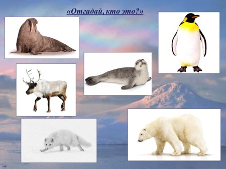 Животный мир севера