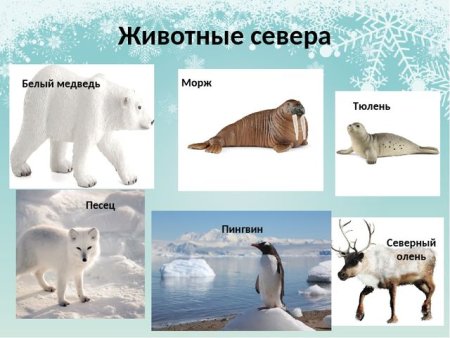 Животные севера с названиями