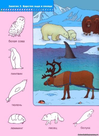 Животные Северного полюса для детей