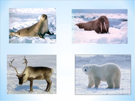 Презентация животные крайнего севера