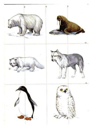 Животные севера для дошкольников