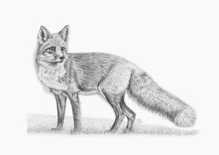 Лиса черно белая