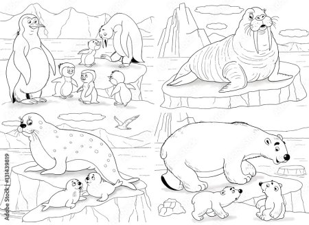 Животные севера раскраска для детей