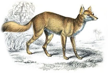 Корсак нарисовать