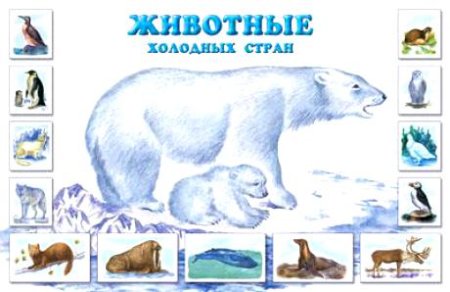 Животные холодных стран