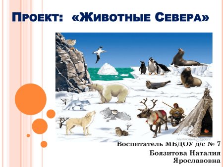 Животные севера для дошкольников