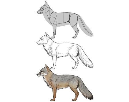 Корсак нарисовать