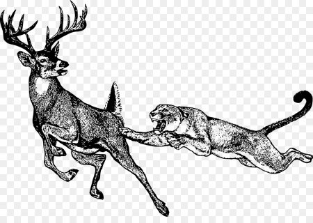 Олень в движении