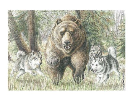 Медведь цветными карандашами