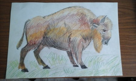 Рисование зубра