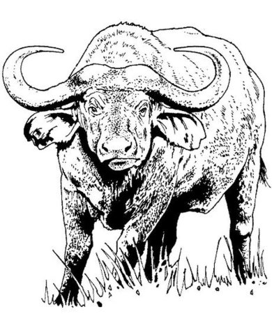 Рысь для детей для детсада