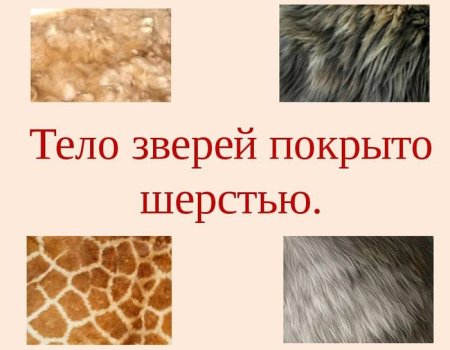 Шерсть зверей окружающий мир