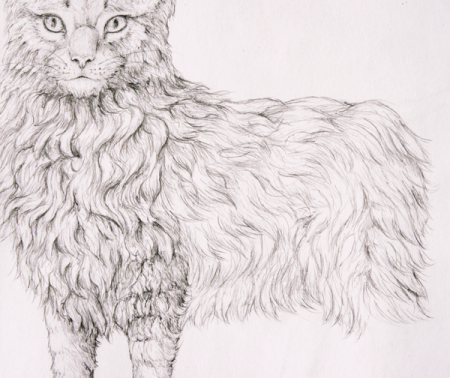 Шерсть карандашом