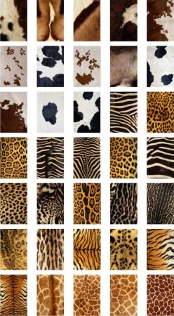 Кожа животных