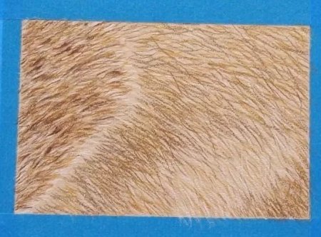 Зарисуй шерсть зверей