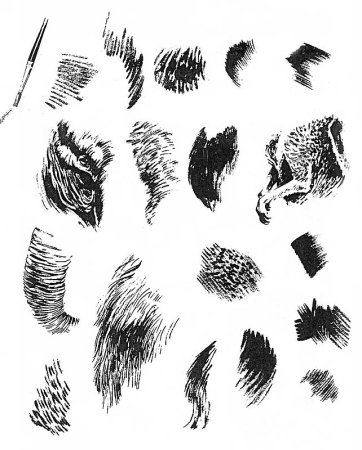 Зарисовки шерсти животных