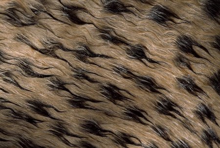 Шерсть животных