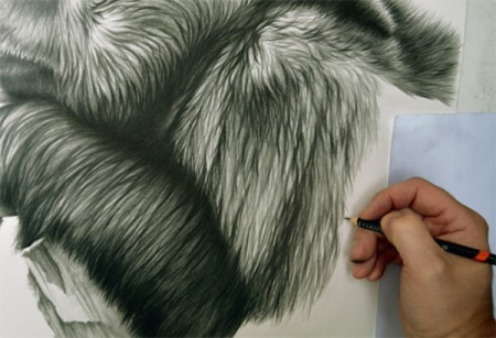 Шерсть карандашом