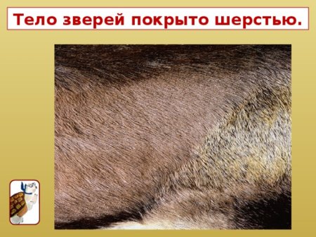 Строение шерсти животных