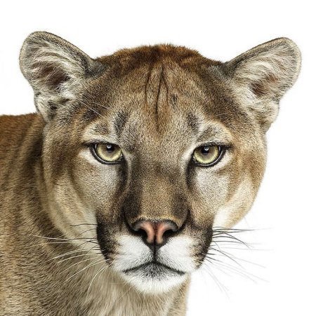 Мак ОС Lion