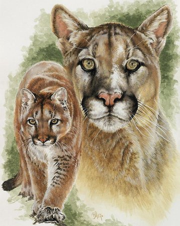 Зарисовки диких кошек