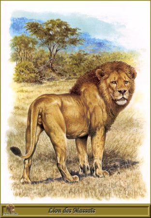 Семейство кошачьих Лев