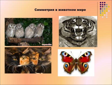 Зеркальная симметрия у животных