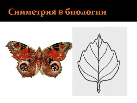 Симметрия и асимметрия в биологии