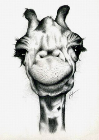 Животные карандашом