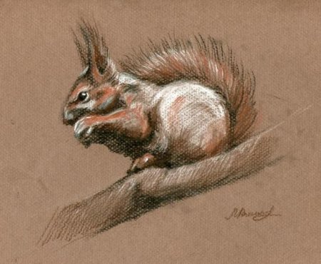 Белка сангиной