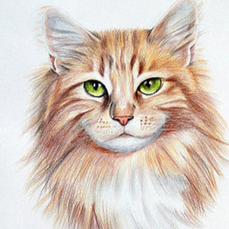 Кошка цветными карандашами