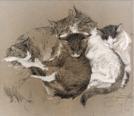 Денис Коробков кошки