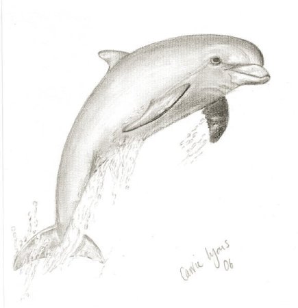 Дельфин карандашом