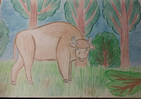 Рисунки природы