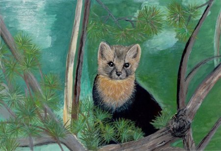 Заповедник рисунок