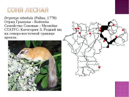 Соня Лесная красная книга Ульяновской области