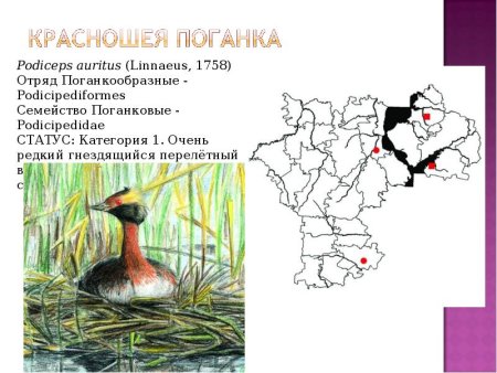 Красная книга Ульяновской области животных