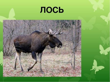 Лось в Ульяновской области