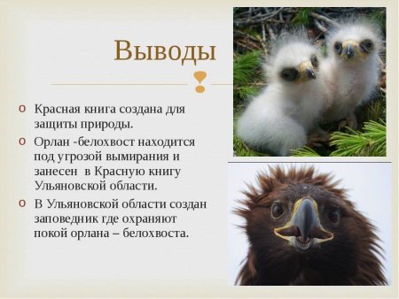 Животное из красной книги Ульяновской области