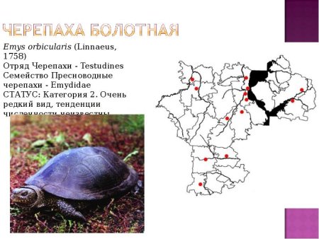 Животные и растения Ульяновской области занесенные в красную книгу